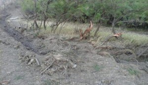 Kolları məhv edən şəxs cərimələnib