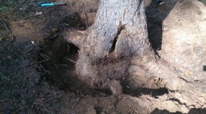 Ağacların dibinə dizel yanacağı tökülüb - Yevlaxda