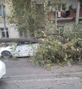 Paytaxtda güclü külək ağacı avtomobillərin üzərinə aşırıb  - FOTO