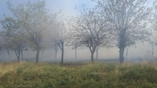 Ağcabədidə çoxillik tut bağı yanır - FOTO