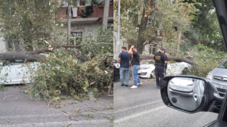 Paytaxtda güclü külək ağacı avtomobillərin üzərinə aşırıb - FOTO